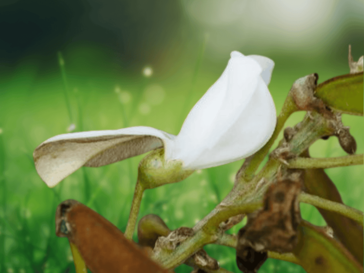 5 Seeds Tephrosia candida White Hoary Pea Shrub Tropical Ornamental