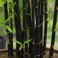 Black Bamboo Seeds 300+ Pack | Rare Jumbo Exotic Fast-Growing Plants | Phyllostachys nigra