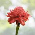 Organic Red Torch Ginger Seeds - 10 Count - Etlingera elatior - Tropical Flowering Plant