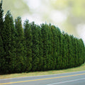 Leyland Cypress Tree Cuttings 15 Pack Fast Growing Evergreen Cupressus × leylandii