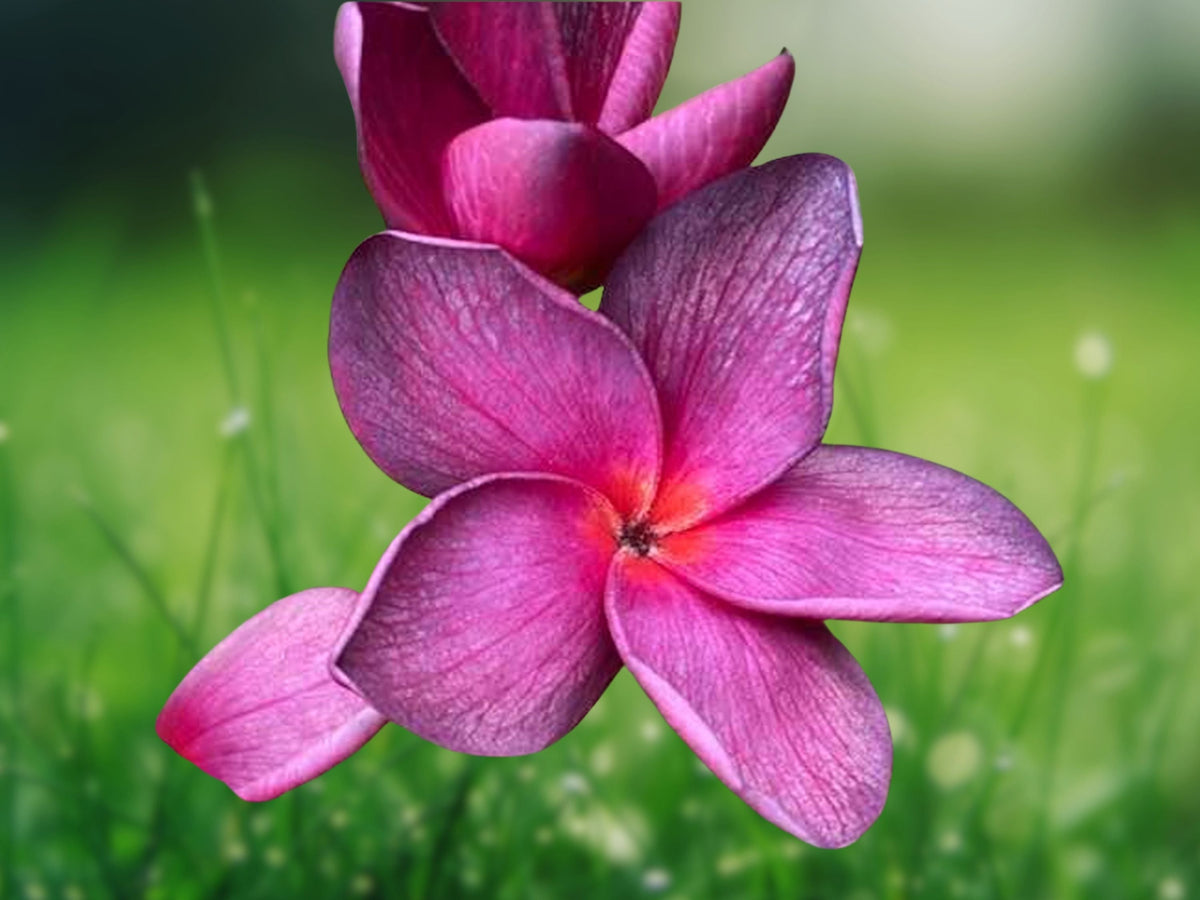 5 Seeds Plumeria Frangipani Bright Purple Pink Fragrant Blooms Tropical Tree Easy Grow Patio Garden