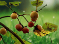5 Seeds Diospyros cordifolia Mountain Persimmon Deciduous Tree Seeds