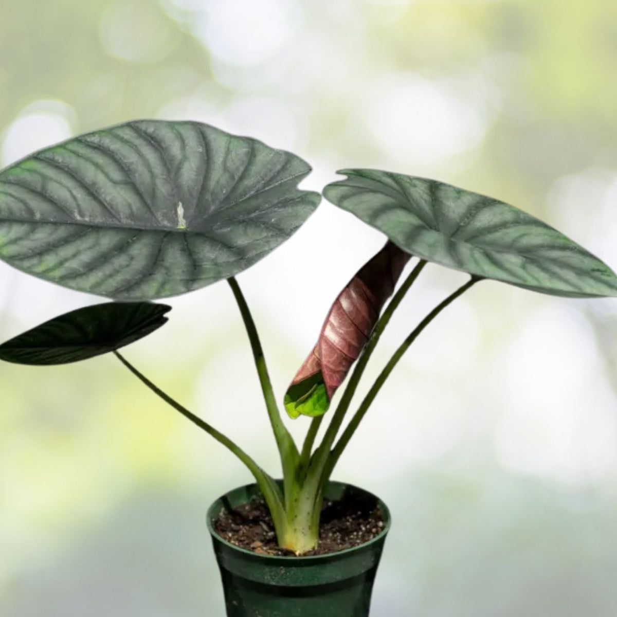 Alocasia Nebula Imperialis 4" Pot | Rare Tropical Houseplant | Exotic Indoor Foliage | Alocasia Nebula Imperialis