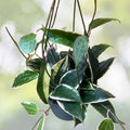 Hoya Macrophylla Albomarginata 6" Pot - Variegated Tropical Houseplant, Unique Leaves, Epiphytic Vine, Hoya Plant
