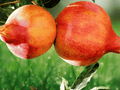 1 Plant Plug Salavatski Pomegranate Punica granatum Starter Plug