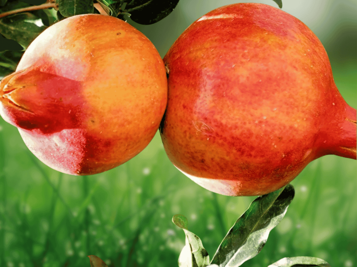 1 Plant Plug Salavatski Pomegranate Punica granatum Starter Plug