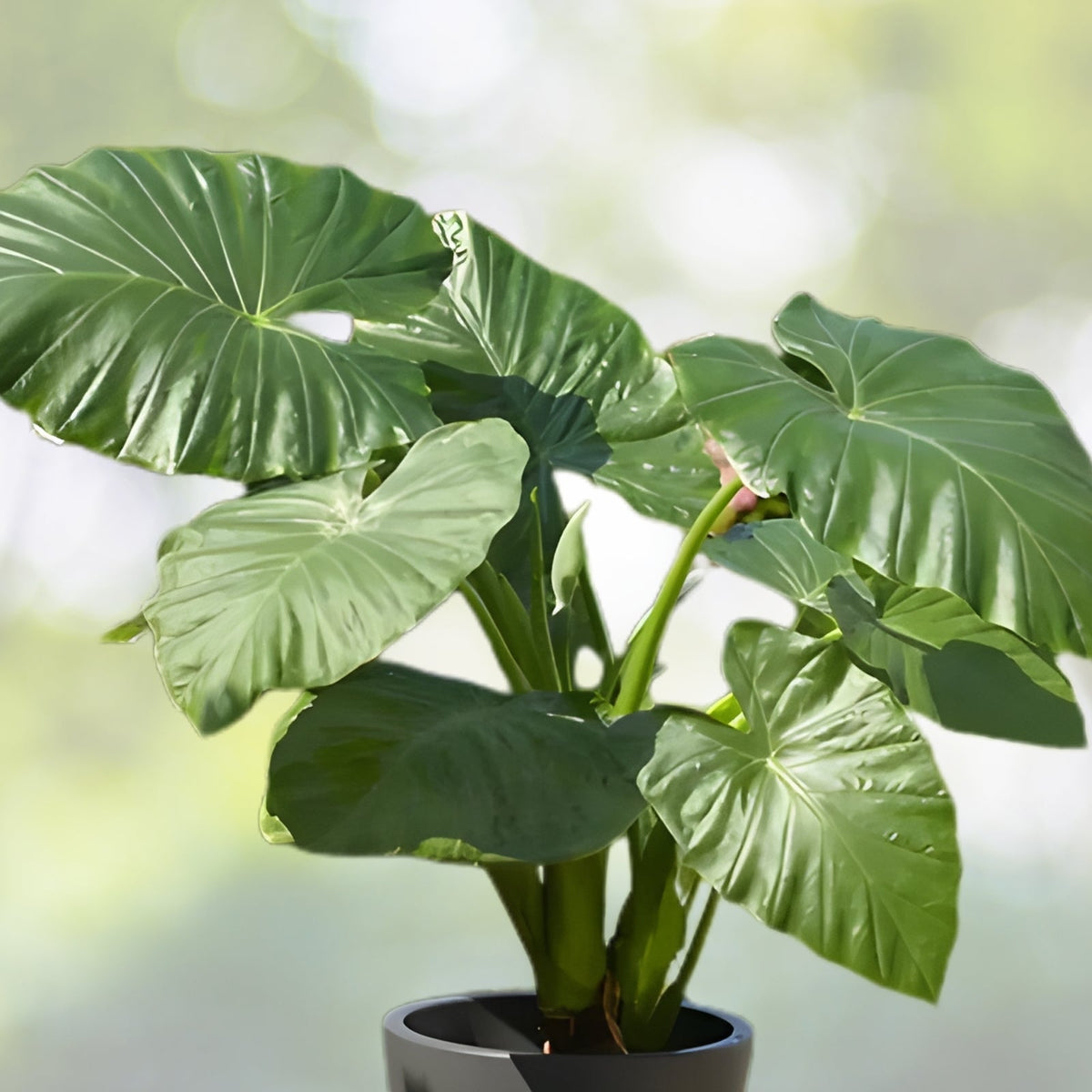 Upright Alocasia Plant - Small Elephant Ears - Colocasia odora - 1 Sprouted Bulb - Tropical Indoor Foliage for Home Decor