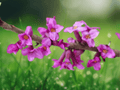 5 Seeds February Daphne Daphne mezereum Fragrant Flower Shrub
