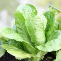 Savory Herb Seeds 500+ Non-GMO Heirloom Seeds - Flavorful Satureja hortensis Spice Plant for Gardening