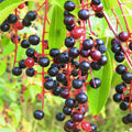 Black Cherry Tree Seeds 25 Pack – Prunus Serotina – Grow Your Own Cherry Trees – Fruit Tree Seeds for Planting
