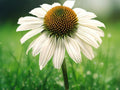 50 Seeds Blanco Coneflower White Echinacea Purpurea Perennial Flower Hardy Pollinator Attractor Easy Grow Drought Tolerant