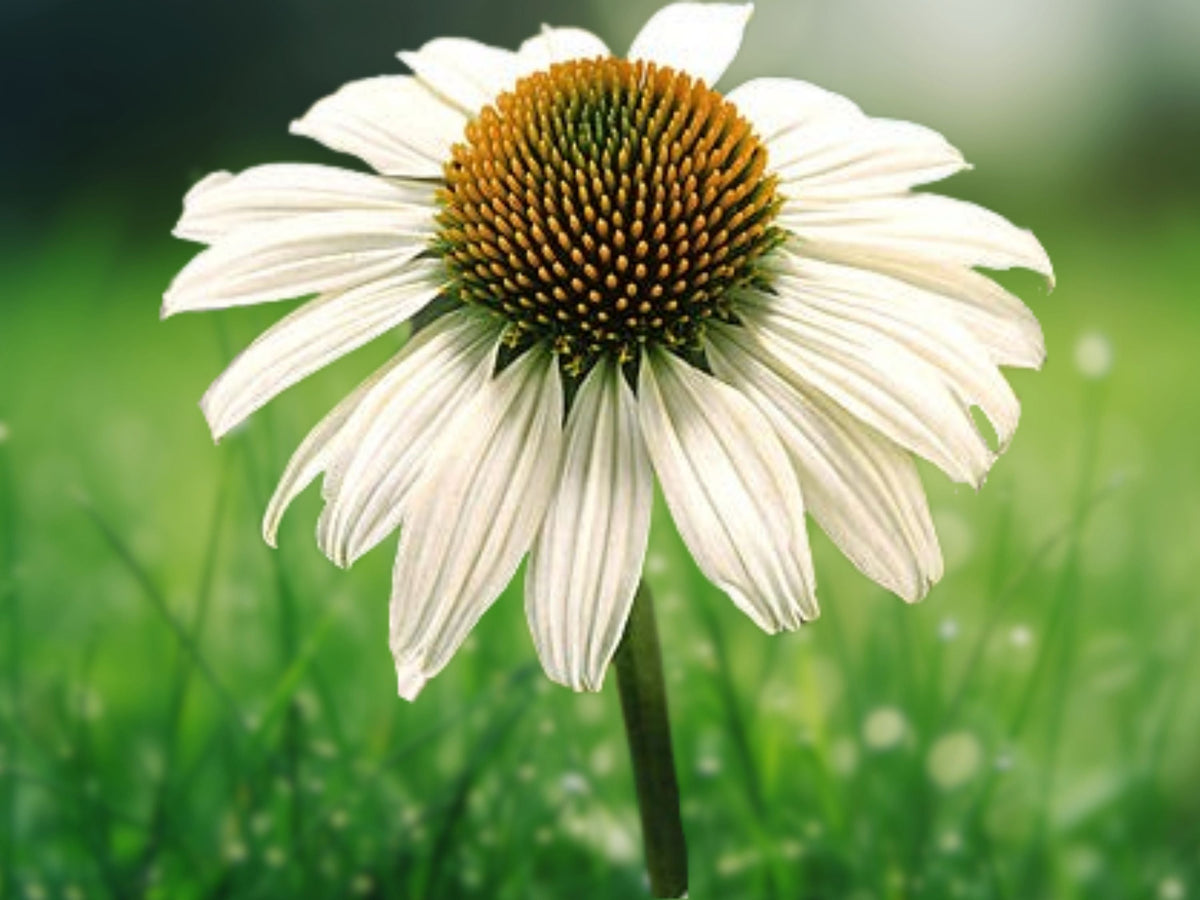 50 Seeds Blanco Coneflower White Echinacea Purpurea Perennial Flower Hardy Pollinator Attractor Easy Grow Drought Tolerant