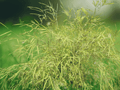 10 Seeds Otatea acuminata (Mexican Weeping Bamboo) Clumping Bamboo