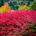 Burning Bush Seedling Plant 4-8 Inches Bare Root Euonymus alatus Ornamental Shrub for Gardens Landscaping
