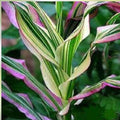 Candy Striped Corn Seeds Pack of 20, Non-GMO Sweet Corn (Zea mays) for Planting, Heirloom Variety, Edible Corn Seeds