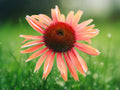 50 Sunset Coneflower Seeds Echinacea Perennial Orange Pink Blooms Pollinator Friendly Drought Tolerant Easy Grow