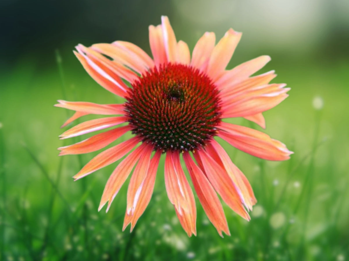 50 Sunset Coneflower Seeds Echinacea Perennial Orange Pink Blooms Pollinator Friendly Drought Tolerant Easy Grow