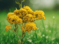 5 Goldenrod Solidago Bare Root Perennial Wildflower Live Plants