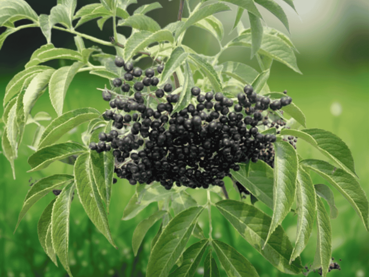 50 Seeds American Elderberry Sambucus canadensis Hardy Shrub Wildlife Garden
