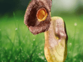 5 Seeds Dutchman's Pipe Vine Aristolochia macrophylla Climbing Vine Shade Garden Plant