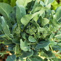 Blackgum Tree Live Plant 16-24 Inches Bare Root Nyssa sylvatica Missouri Grown 2-3 Years Old