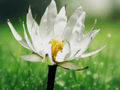 5 Seeds White Water Lily Nymphaea ampla Aquatic Pond Flower