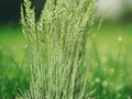 10 Seeds Koeleria macrantha June Grass Native Ornamental Prairie Grass