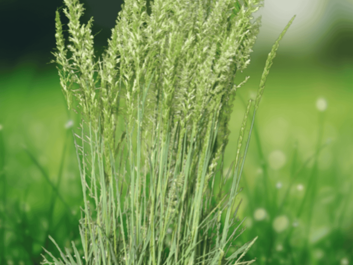 10 Seeds Koeleria macrantha June Grass Native Ornamental Prairie Grass
