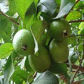 Guava Fruit Bonsai Tree Seeds 20 Pack Tropical Exotic Psidium guajava Indoor Garden Plant