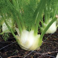 Heirloom Florence Fennel Seeds - Organic Non-GMO Foeniculum vulgare var. dulce, 50+ Seeds for Cooking and Gardening
