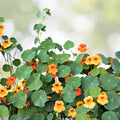 Nasturtium Flower Seeds | Empress of India Variety | NON-GMO | Fresh Garden Seeds | Tropaeolum majus