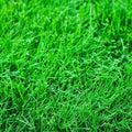 Creeping Red Fescue Seeds 1,000 - Drought Tolerant Lawn Grass, Shade-Tolerant Ground Cover - Festuca rubra