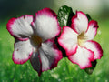 4 Seeds White Red Desert Rose Adenium Obesum Exotic Succulent Flower Bonsai Easy Grow Tropical Ornamental