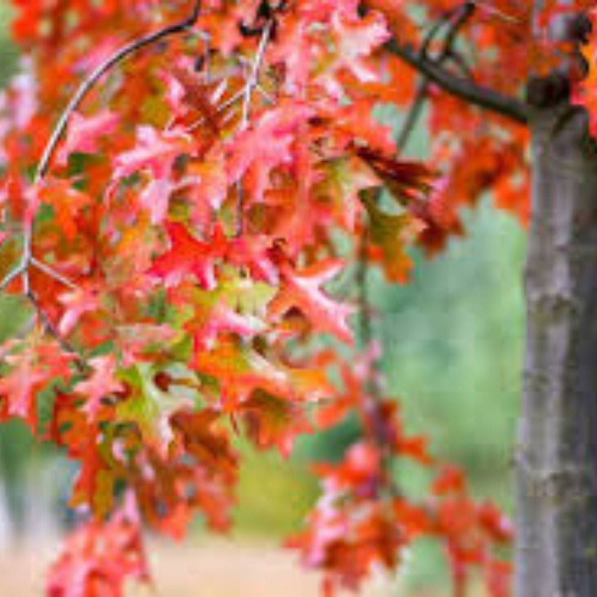 Scarlet Oak Tree Seeds for Planting | Quercus coccinea | Red Foliage | 100 Seeds