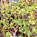 Rainbow Variegated Elephant Bush Cuttings - Portulacaria afra Dwarf Jade Plant - 2 Healthy Succulent Cuttings