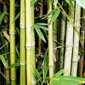 Spiny Bamboo Seeds 20+ Seeds Bambusa Arundinacea Ornamental Fast-Growing Bamboo Planting Material