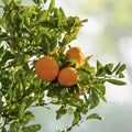 Grafted Navel Orange Tree 5 Gallon - Citrus sinensis - Includes Pot and Soil, Shipped Weekly