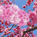 Japanese Cherry Blossom Bonsai Seeds, 20 Fresh Prunus serrulata Seeds, Rare Exotic Bonsai Planting Kit