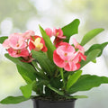 Crown of Thorns Plant 4” Pot Euphorbia milii Pale Yellow Blooms Drought Tolerant Succulent Indoor Flowering Cactus