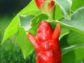 5 Seeds Zingiber rubens Ornamental Ginger Tropical Flowering Plant