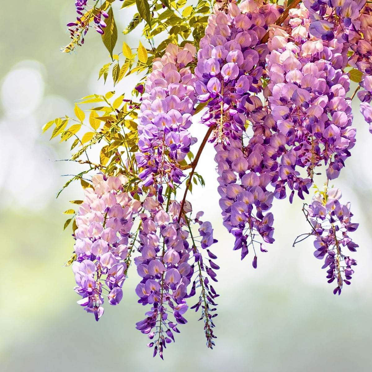Purple Wisteria Seedling 2.5" Pot - Wisteria sinensis - Live Plant for Garden - Beautiful Flowering Vine