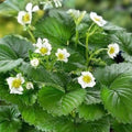 Crimson Treat Strawberry Seeds 150 or 350 Count Non-GMO Fragaria × ananassa Flower Garden Plant