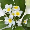 Well-Rooted Plumeria Plant - 3 Branches, White and Yellow Blooms, Frangipani (Plumeria)