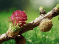 40 Seeds Siberian Larch Larix sibirica Cold Hardy Deciduous Conifer Tree