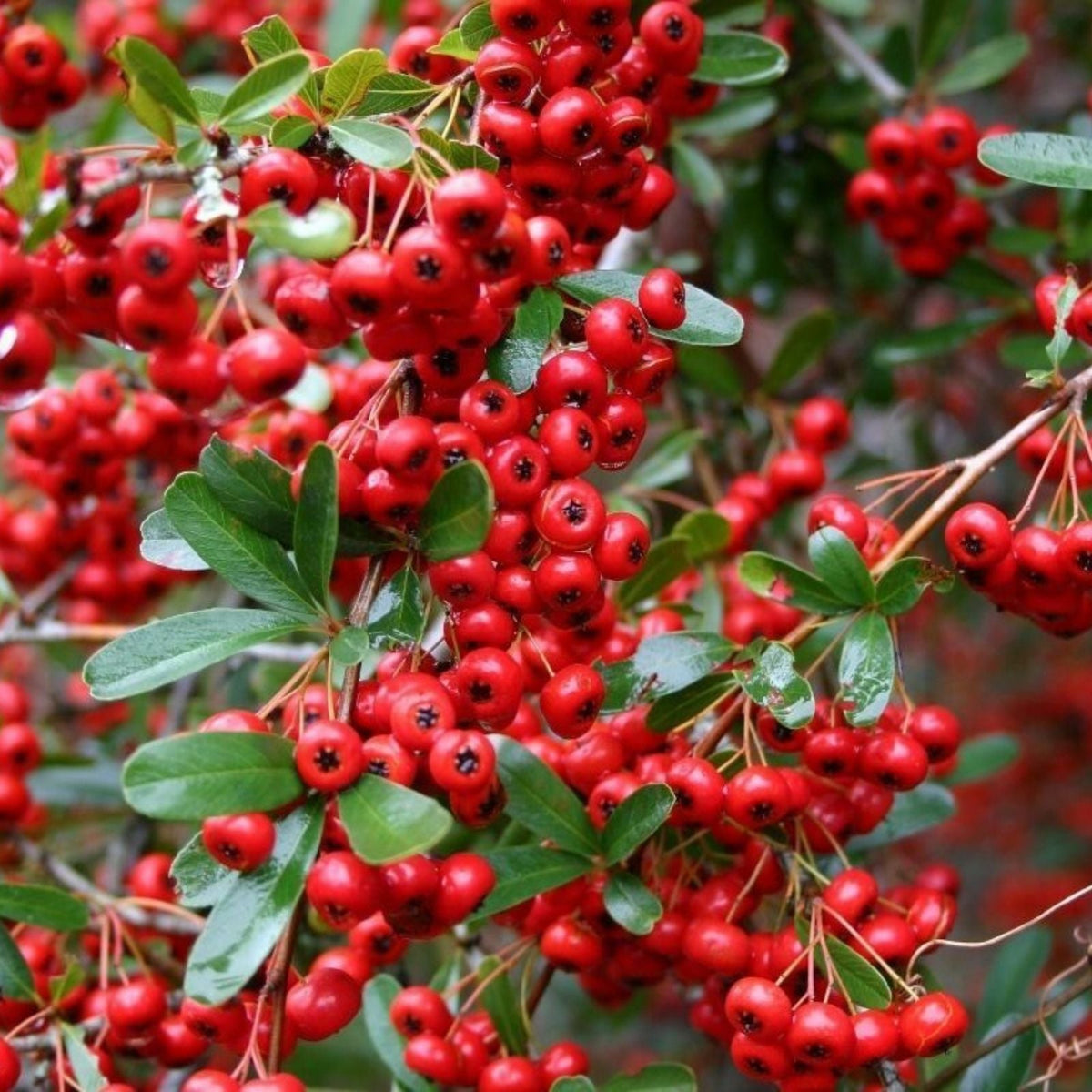 Late Cotoneaster Seeds 25+ - Hardy Shrub for Gardens & Landscapes - Cotoneaster lacteus - Ornamental Berry Plant