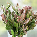 Rhipsalis agudoensis Cactus in 4-Inch Pot | Rare Epiphytic Indoor Plant | Easy-Care Hanging Greenery