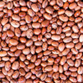 Pinto Bean Seeds 50 Count – Easy to Grow Healthy Variety Phaseolus vulgaris Vegetable Seeds