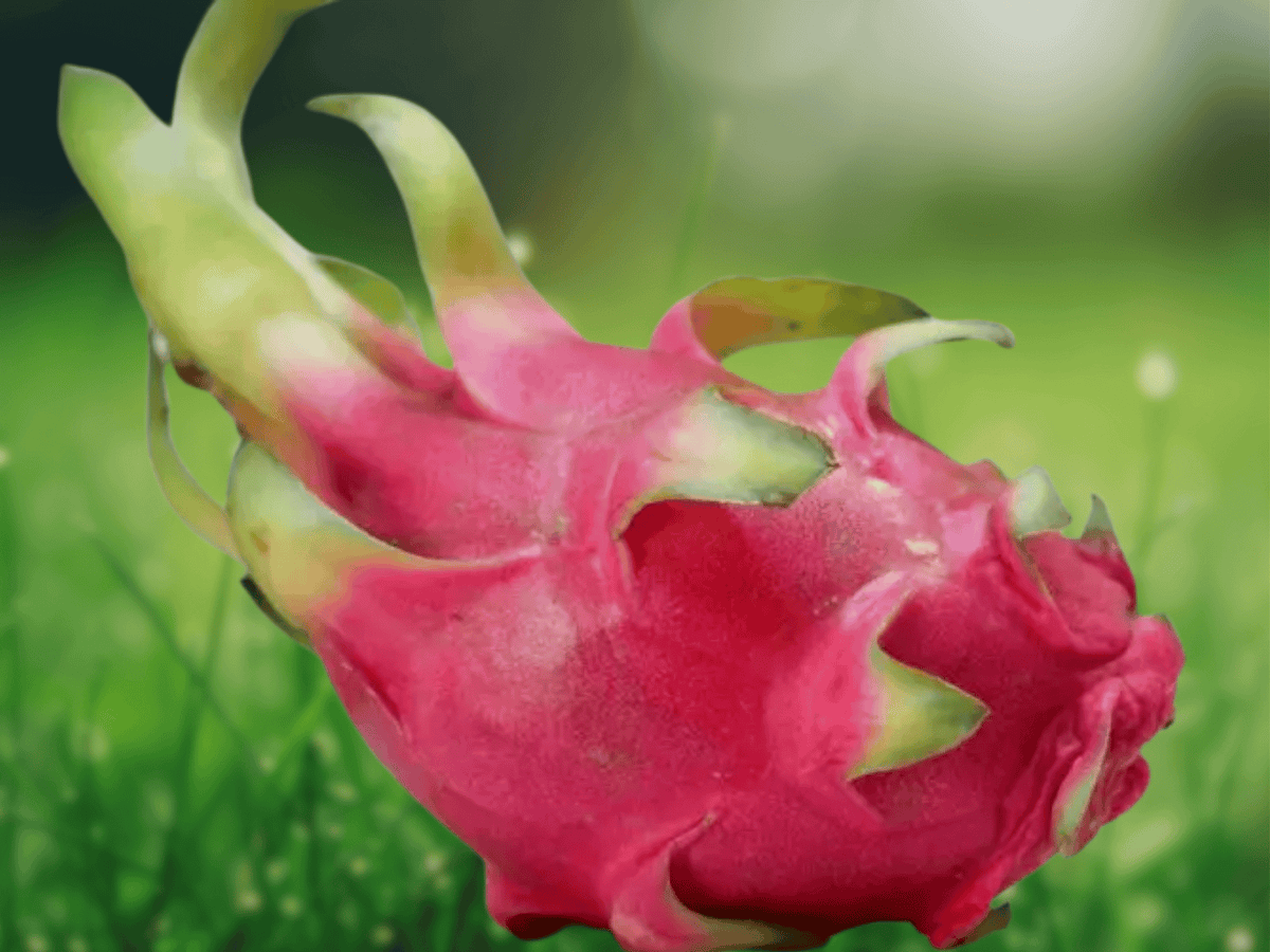 2 Unrooted Cuttings Dragon Fruit Cactus Pitahaya