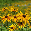 Black-Eyed Susan Perennial Plants 7+1 Free Golden Yellow Daisy Rudbeckia hirta Full Sun Blooms July to October