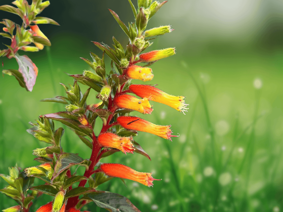 5 Seeds Cuphea micropetala Candy Corn Plant Perennial Ornamental Flowering Shrub